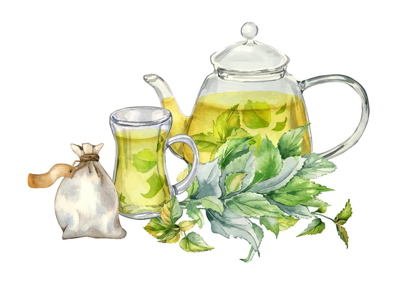 Watercolor illustration of transparent teapot with herbs tea isolated on white . Glass teapot with nettle tea. Herb sachet and cup of tea hand drawn. Green hot drink. Label dry herb plants, green tea vector