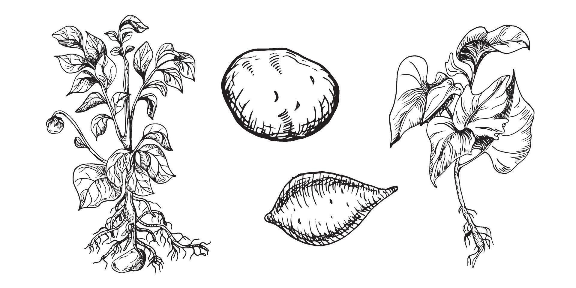 Bush of potato vector illustration isolated on white. Bush of root vegetable ink outline hand drawn. Tuber potato black white silhouette. For design menu, wrapping, ingredients of recipe, packaging.