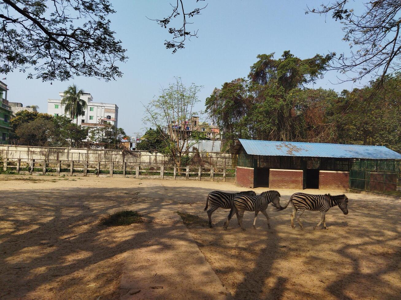 a zebra standing next to a tree in a zoo photo