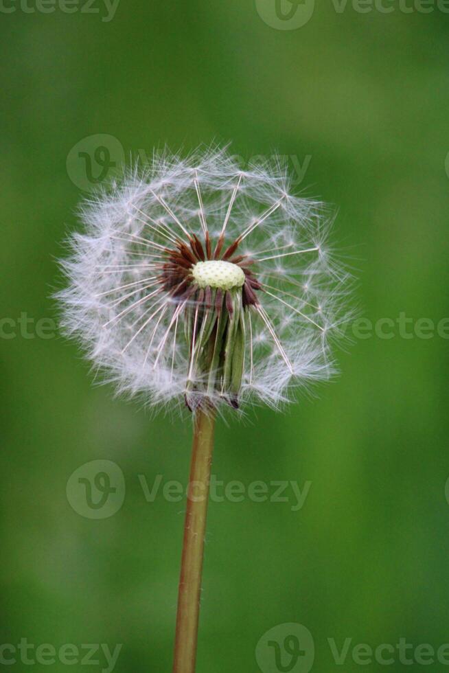 diente de león flor en verde antecedentes. taraxacum foto