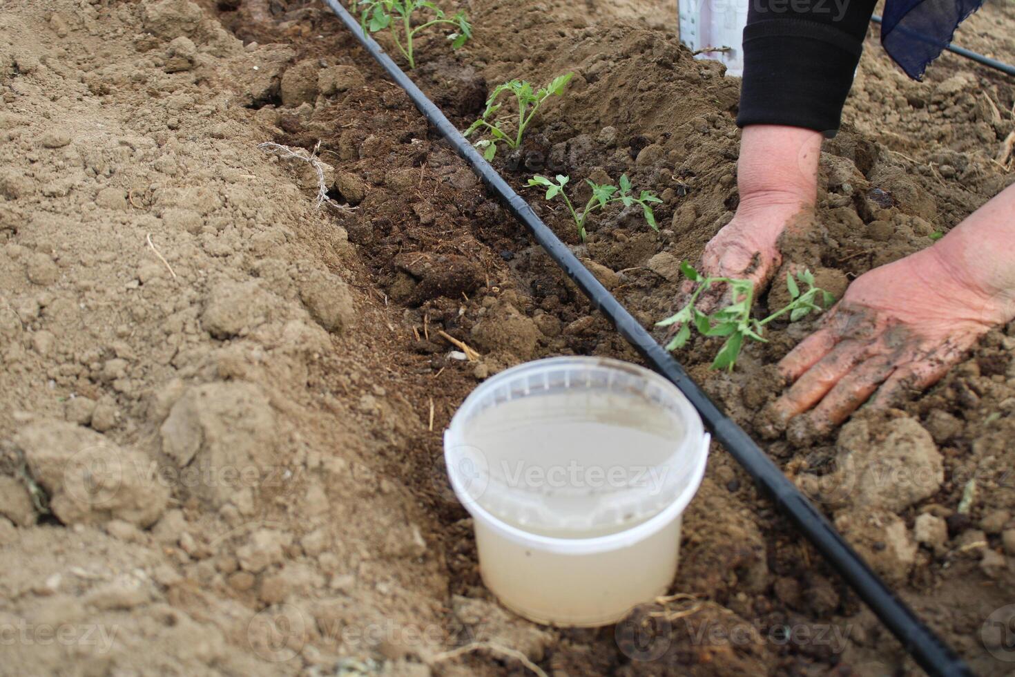 un mujer es plantando un tomate planta en un campo. destilación sistema en agricultura foto