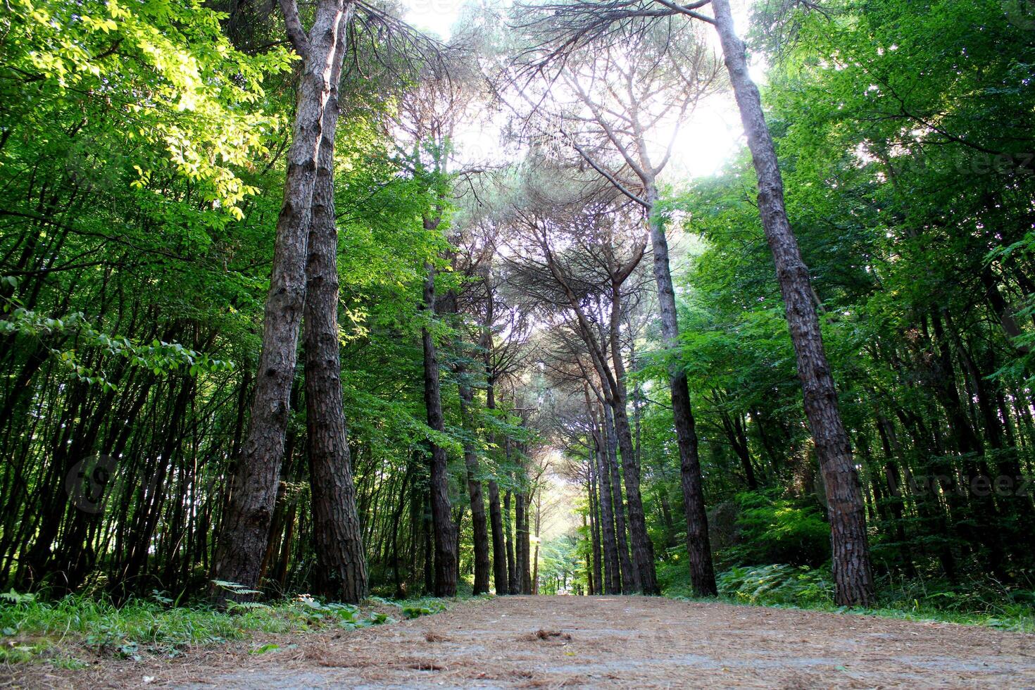Istanbul Belgrade Forest. Dirt road between pine trees. endemic pine trees photo