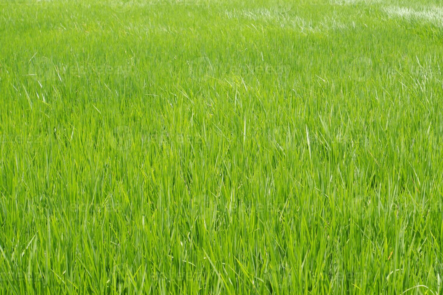 Green rice field background. Green grass texture. photo