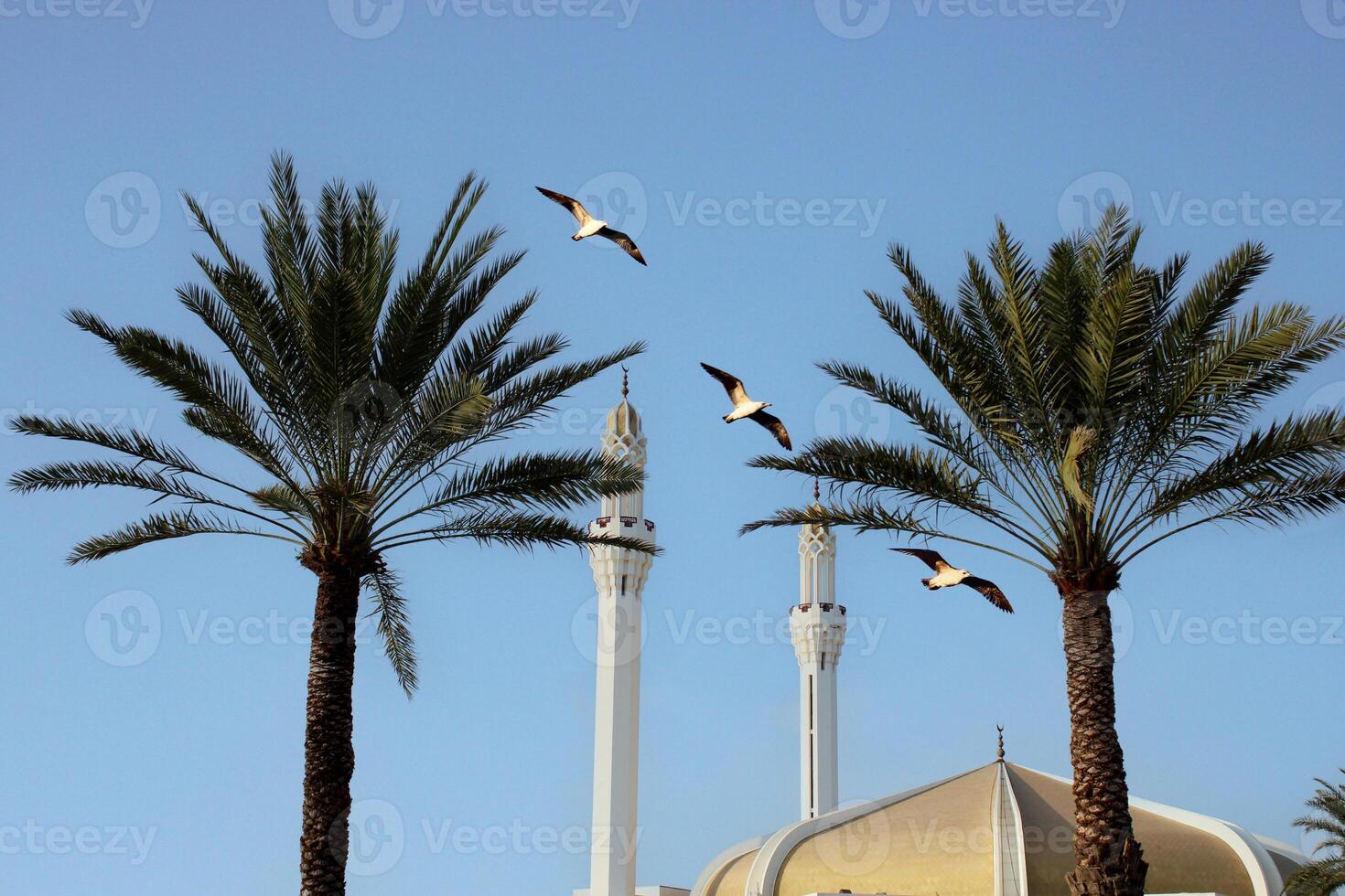 palm tree and the minaret of Hasan En Any Mosque behind it. Islamic architecture. Saudi Arabia photo