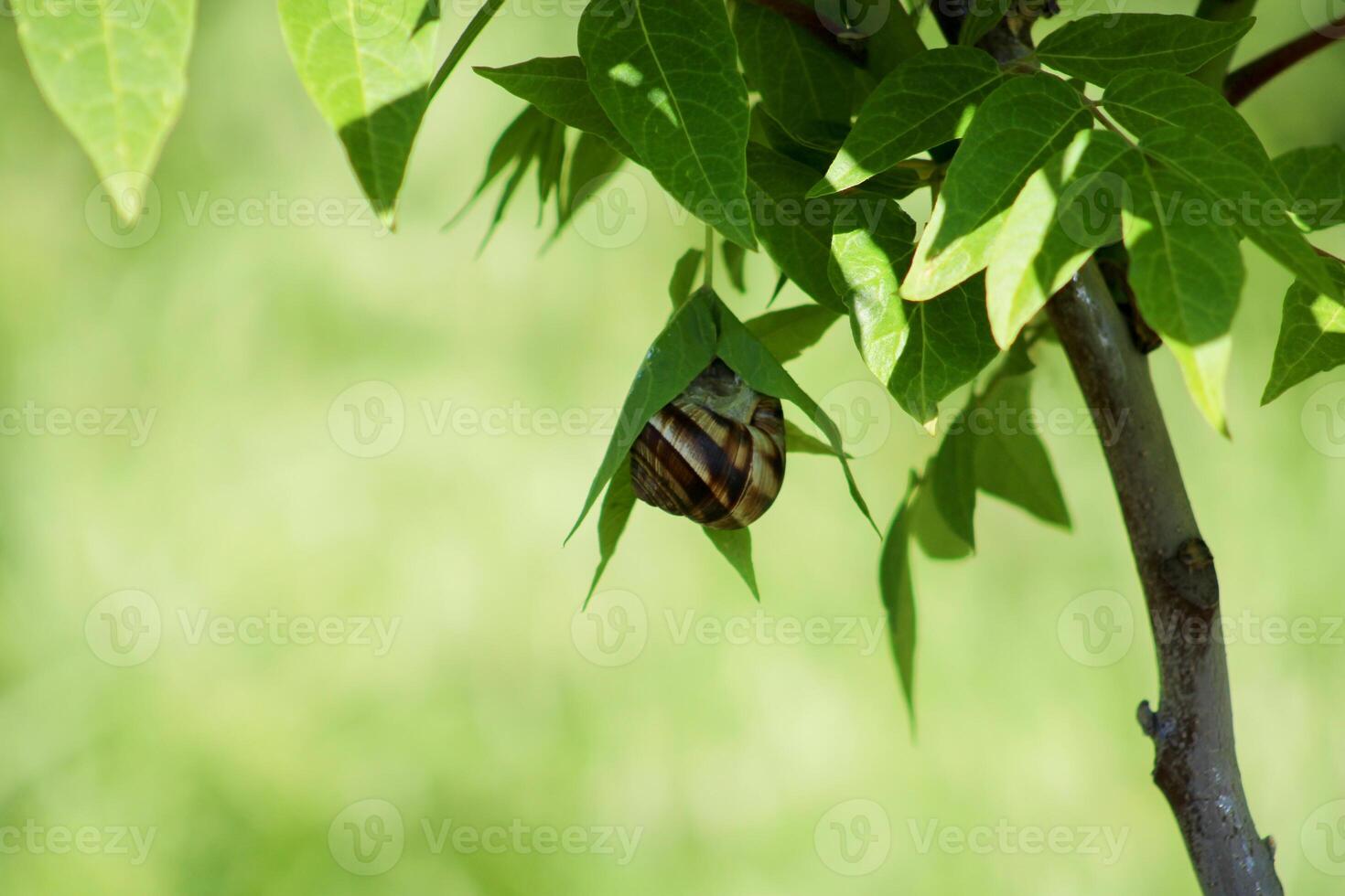 Snail on green leaf. spring time and green color background. photo
