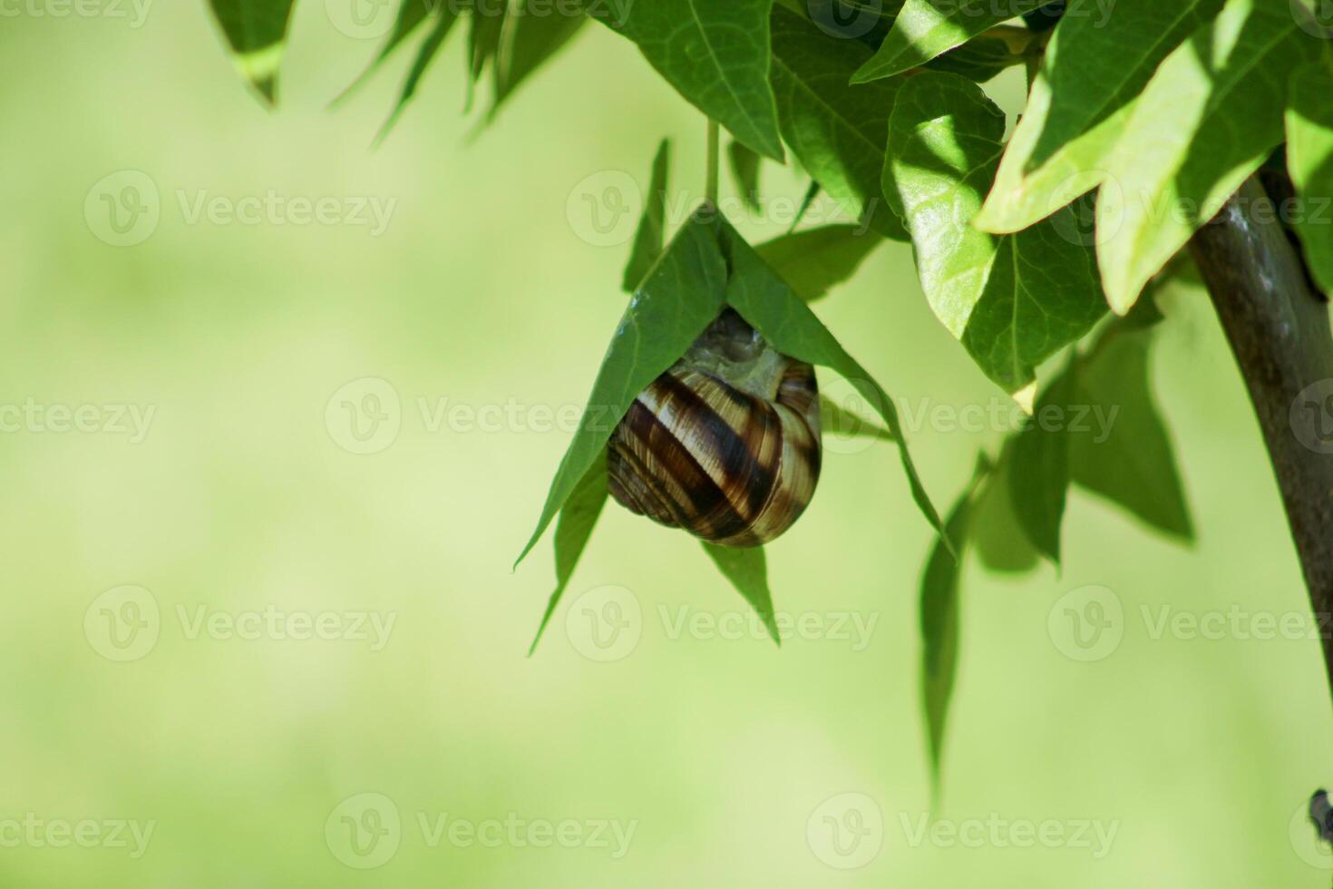 Snail on green leaf. spring time and green color background. photo