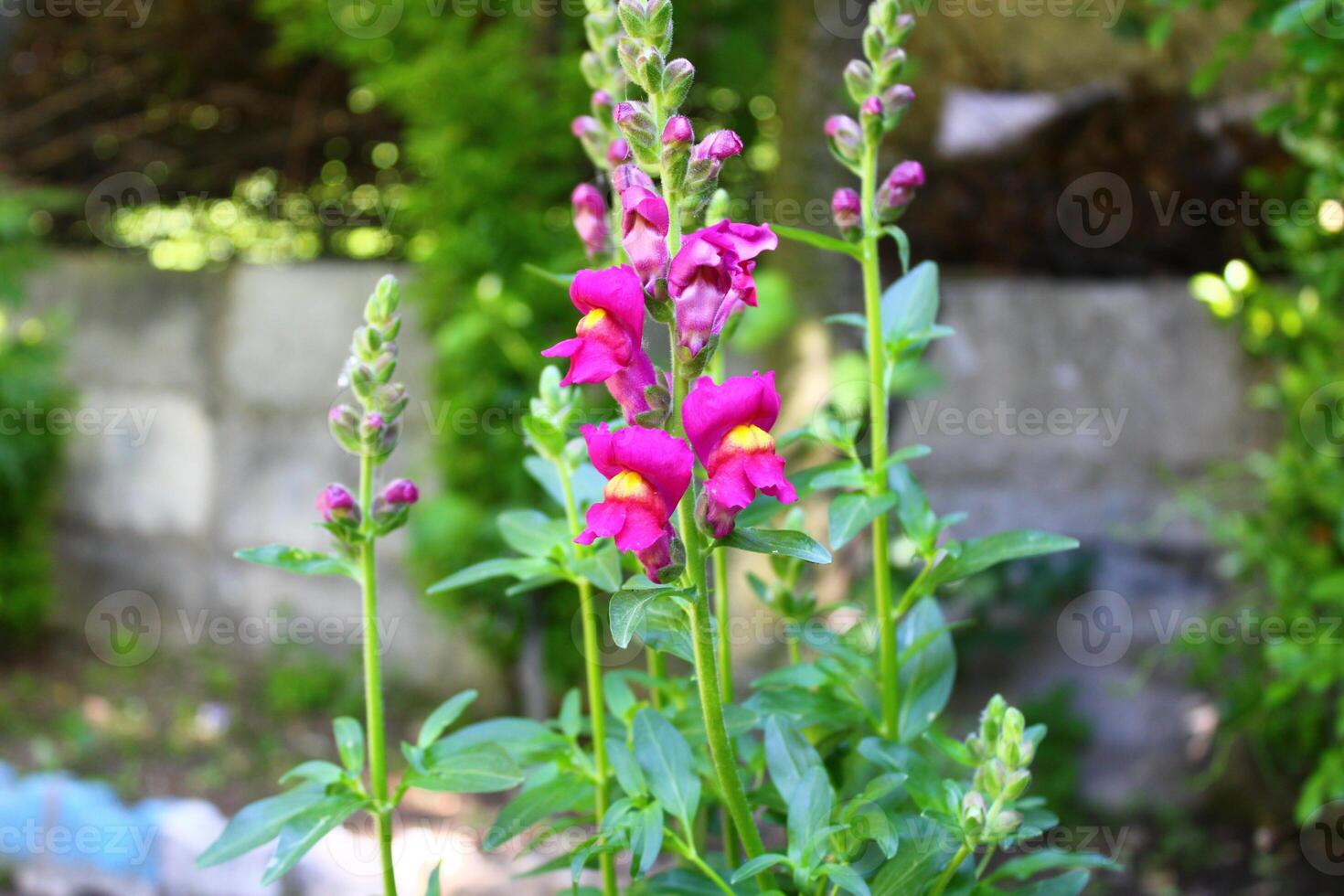 Antirrhinum is a genus of plants commonly known as dragon flowers photo