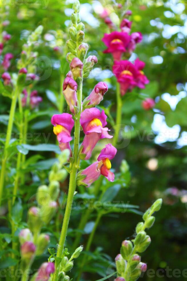 Antirrhinum is a genus of plants commonly known as dragon flowers photo