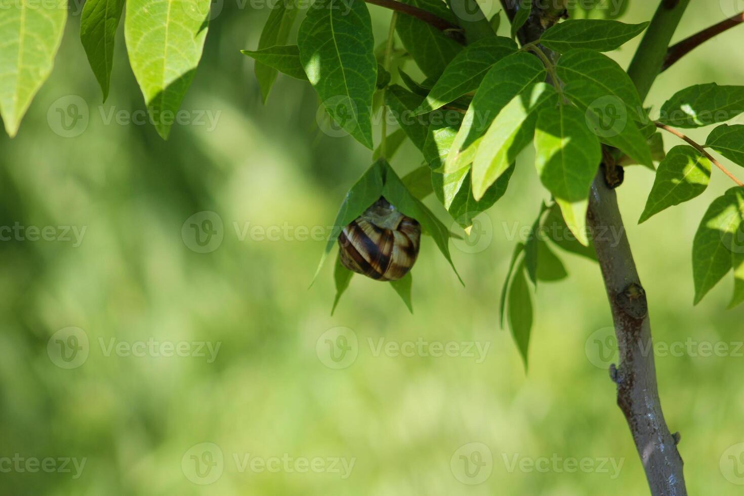 Snail on green leaf. spring time and green color background. photo