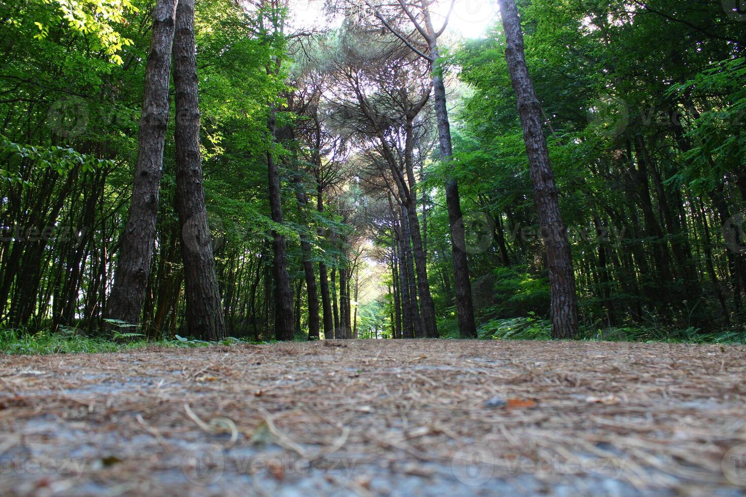 Istanbul Belgrade Forest. Dirt road between pine trees. endemic pine trees photo