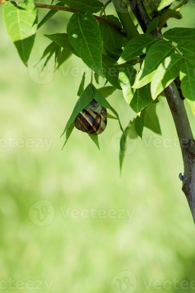 Snail on green leaf. spring time and green color background. photo