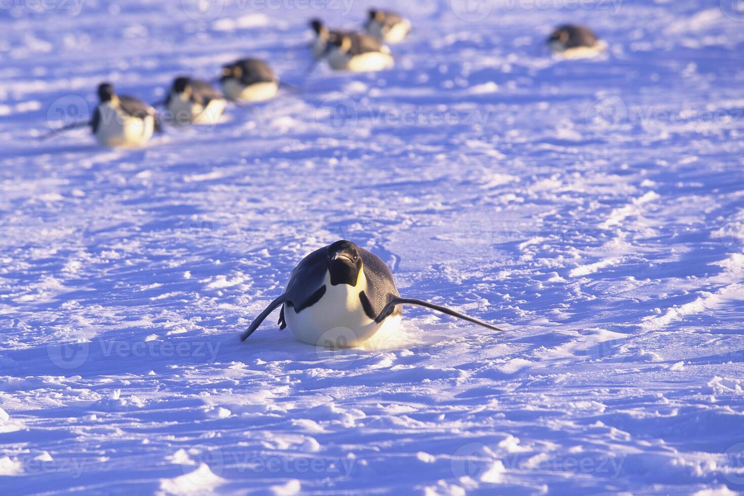 Emperor penguin, Aptenodytes forsteri, sliding on ice floe, Riiser Larsen Ice Shelf, Queen Maud Land Coast, Weddell Sea, Antarctica photo