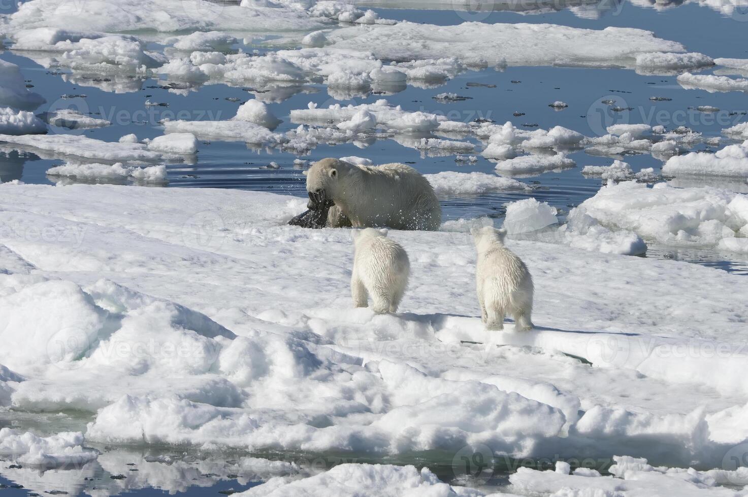 Female Polar bear, Ursus maritimus, hunting a ringed seal, Pusa hispida or phoca hispida, and accompanied by two cubs, Svalbard Archipelago, Barents Sea, Norway photo