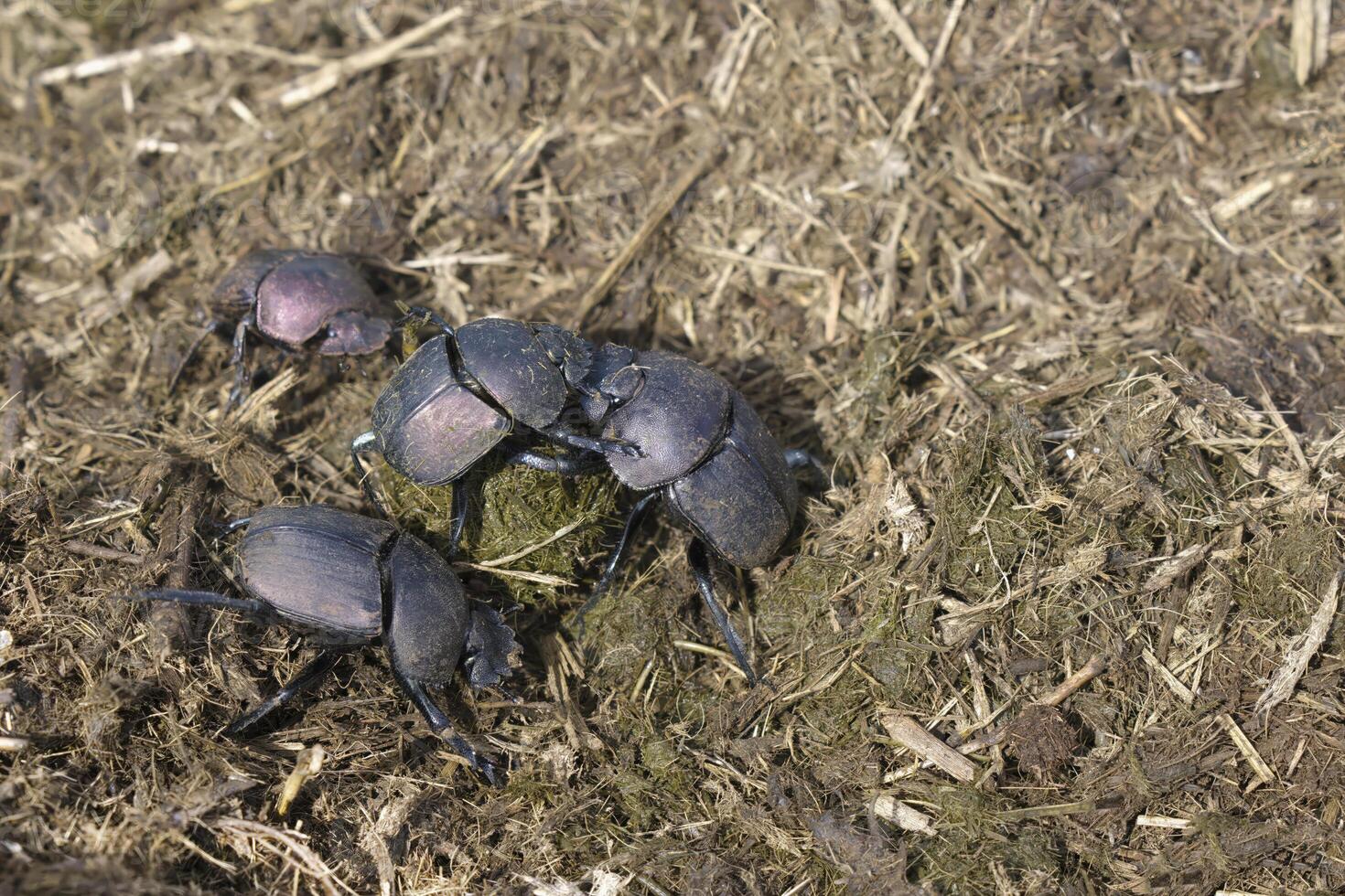 Dung beetle or scarab beetle pushing feces round ball, Kwazulu Natal Province, South Africa photo