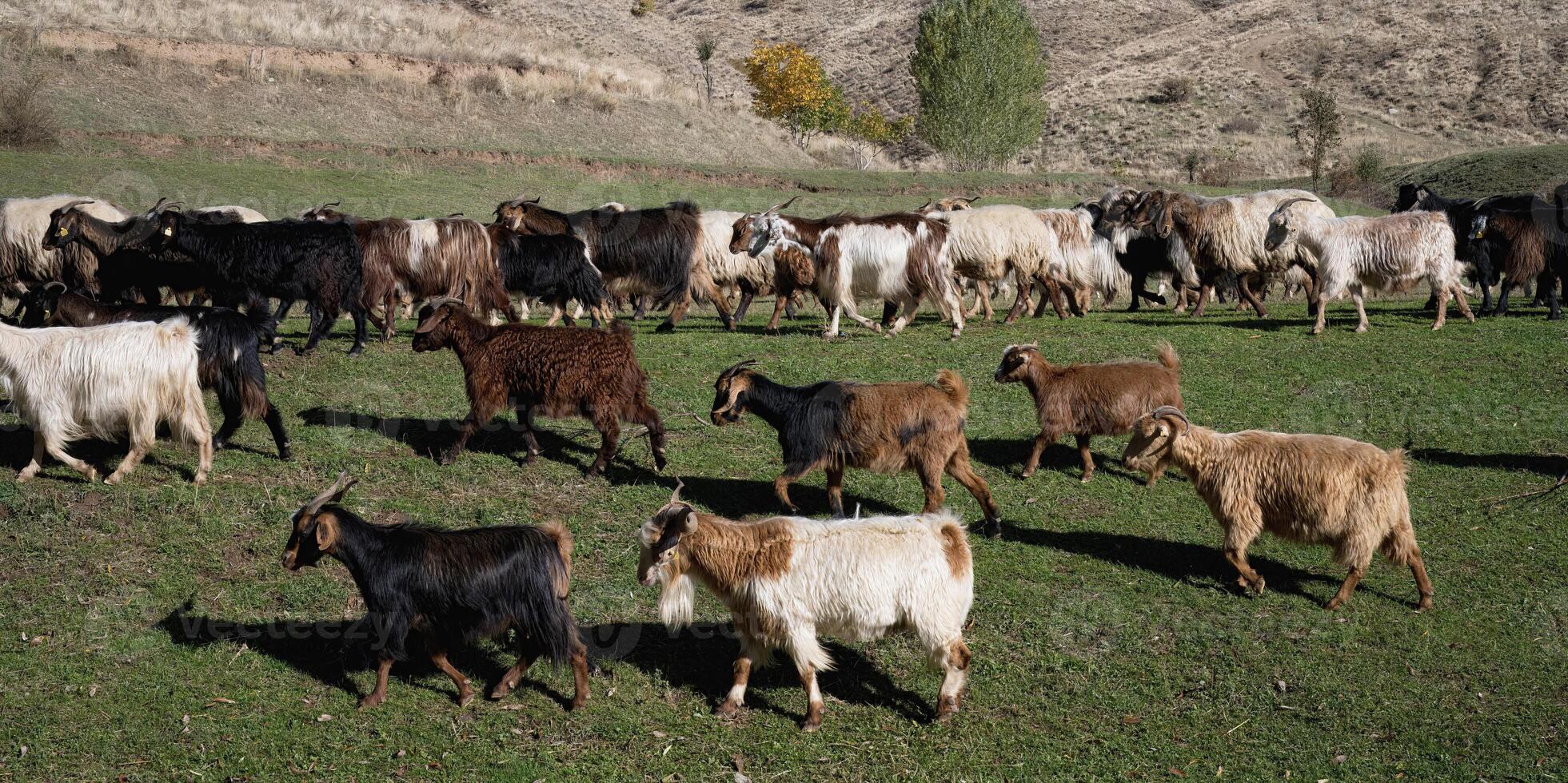 Herd of sheep and goats, Anatolia, Turkey photo