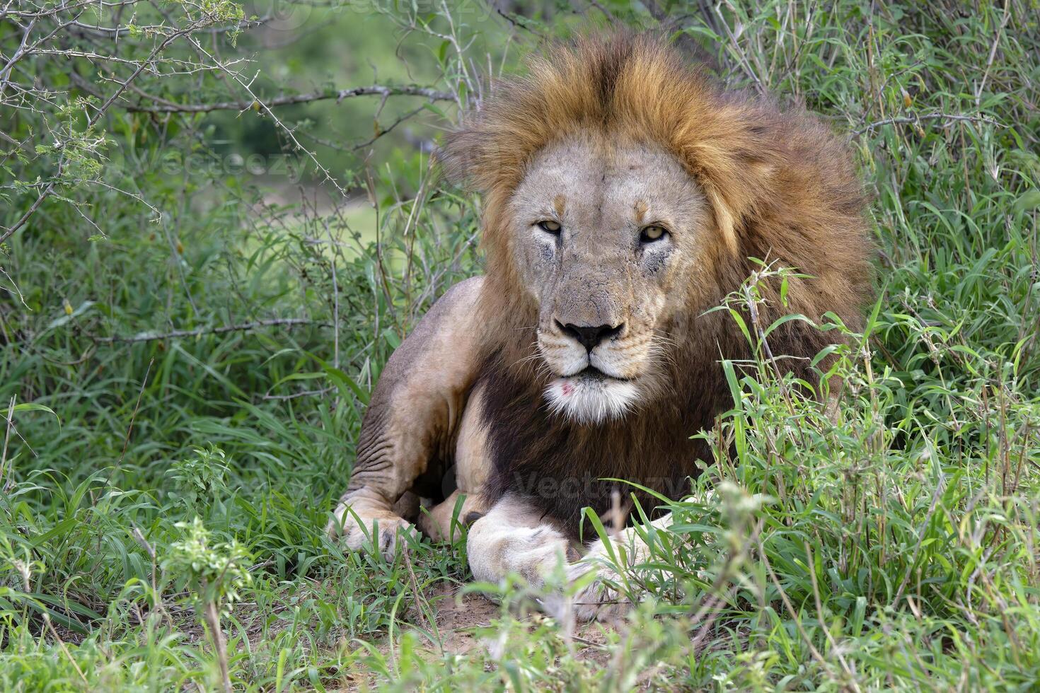 Portrait of a male lion, Panthera leo, Kwazulu Natal Province, South Africa photo