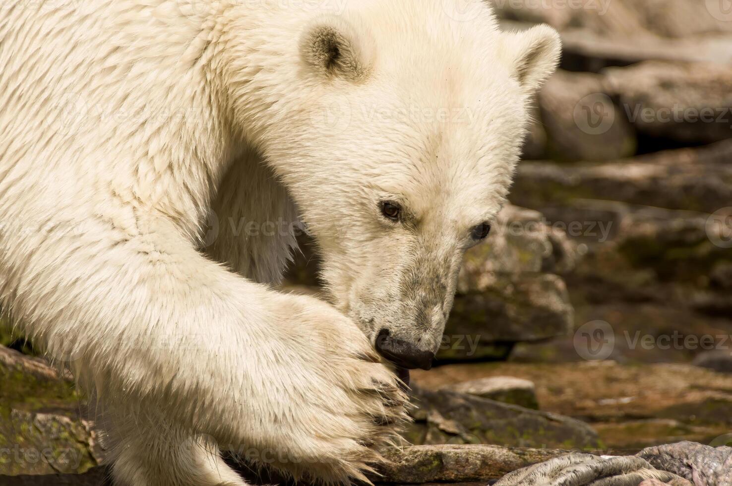 Polar Bear, Ursus maritimus, Button Islands, Labrador, Canada photo