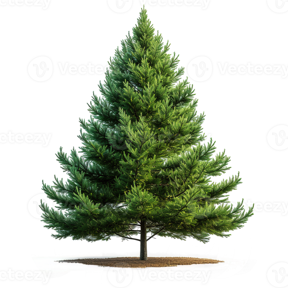AI generated Evergreen tree isolated on transparent background png