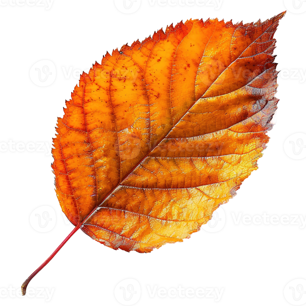 AI generated Autumn leave isolated on transparent background png