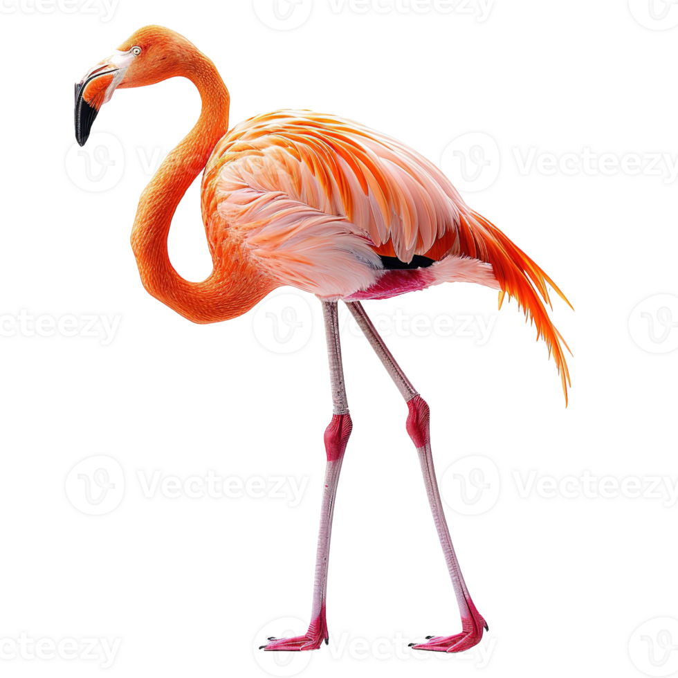 AI generated Flamingo isolated on transparent background png