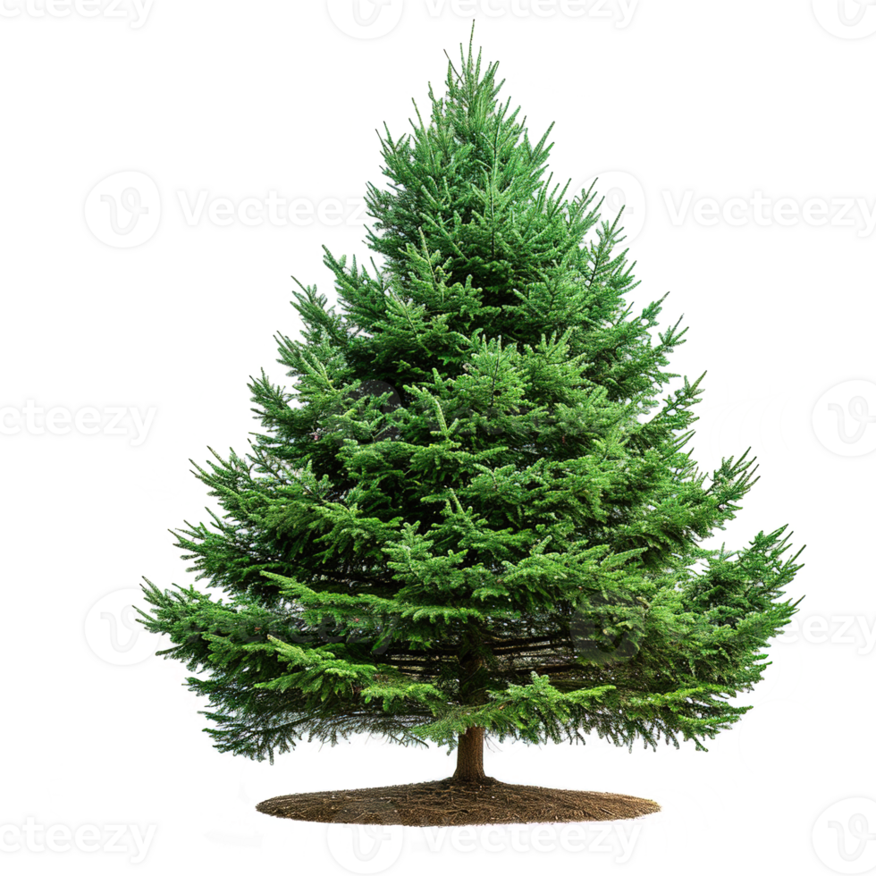 AI generated Evergreen tree isolated on transparent background png