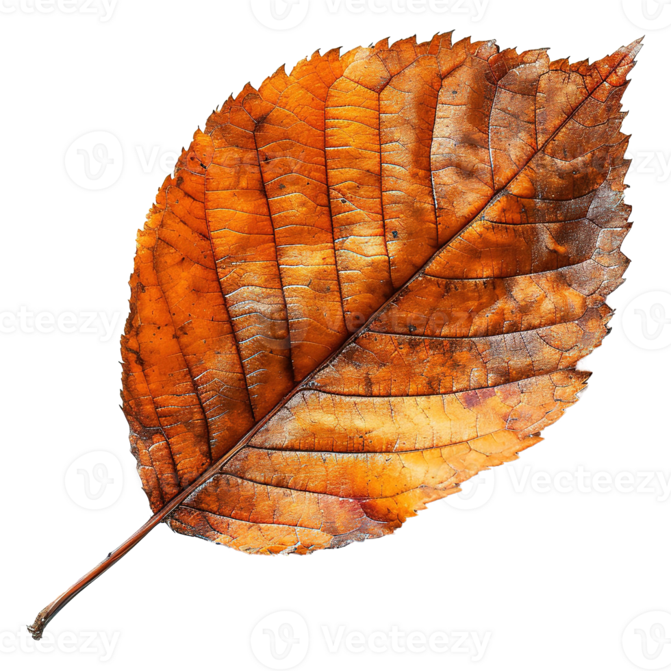 AI generated Autumn leave isolated on transparent background png