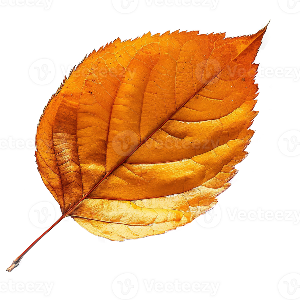 AI generated Autumn leave isolated on transparent background png