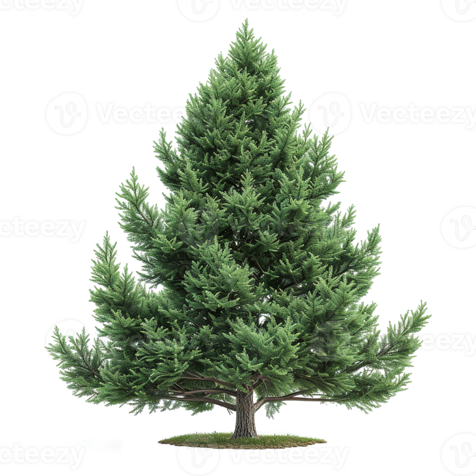 AI generated Evergreen tree isolated on transparent background png