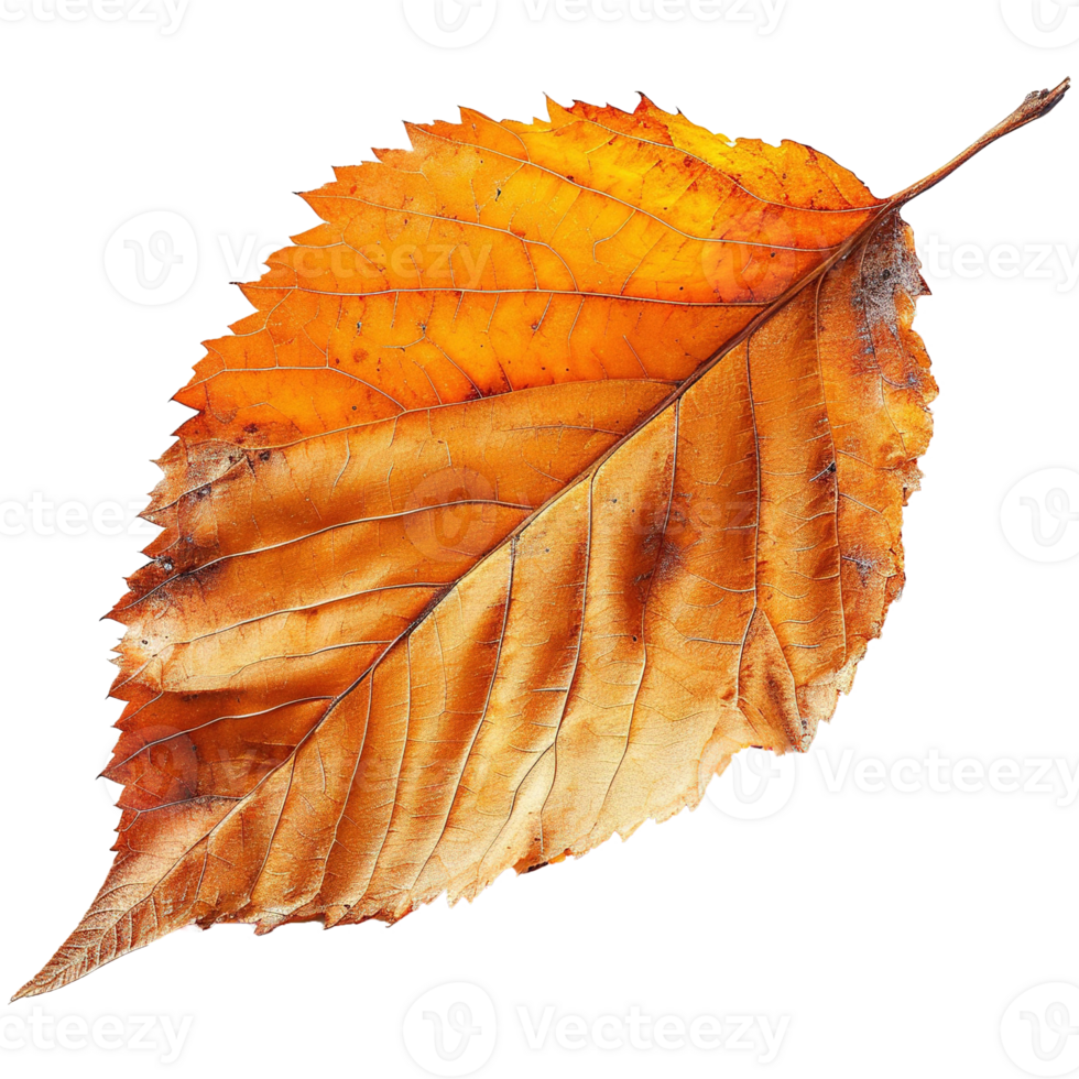 AI generated Autumn leave isolated on transparent background png