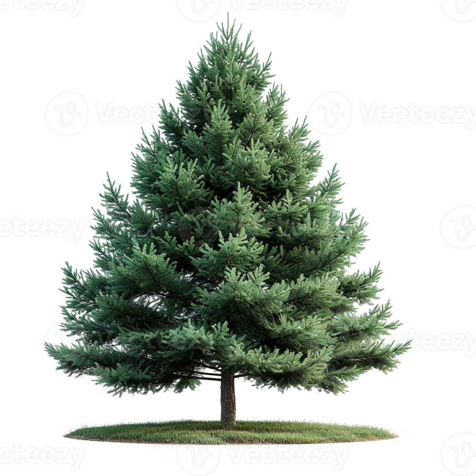 AI generated Evergreen tree isolated on transparent background png