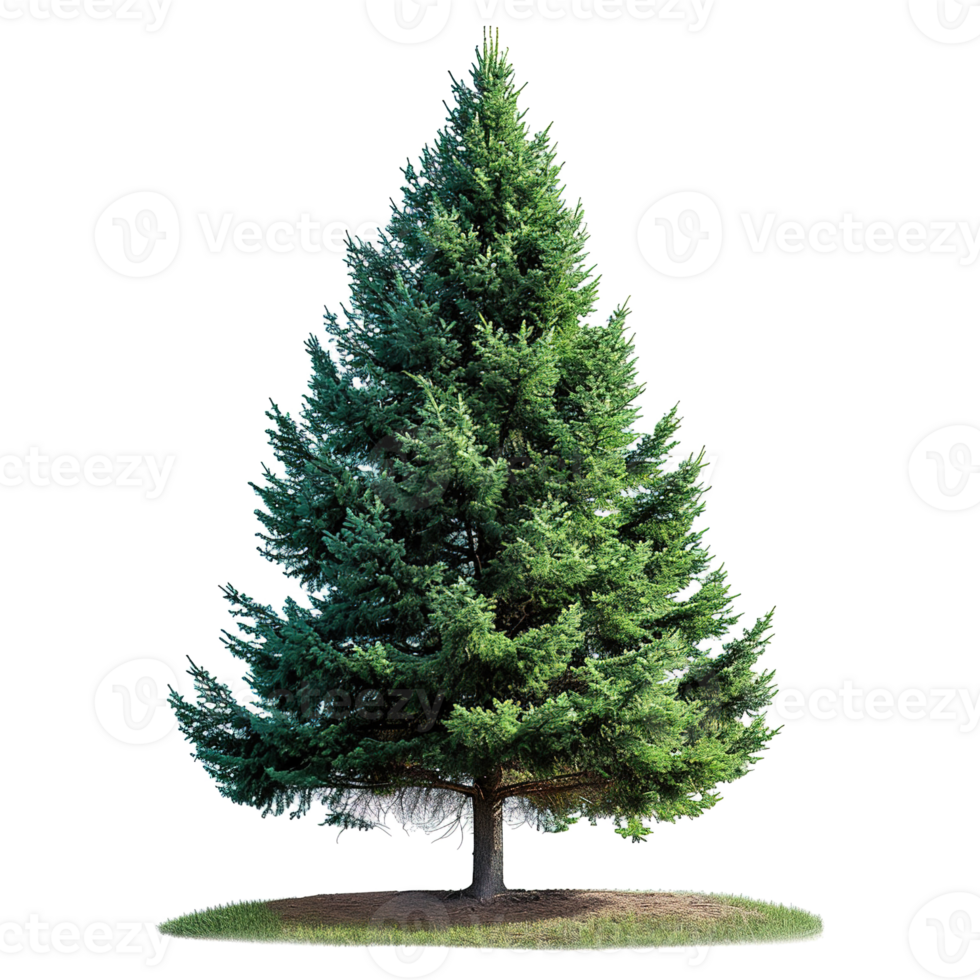 AI generated Evergreen tree isolated on transparent background png