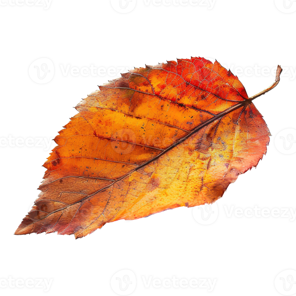 AI generated Autumn leave isolated on transparent background png