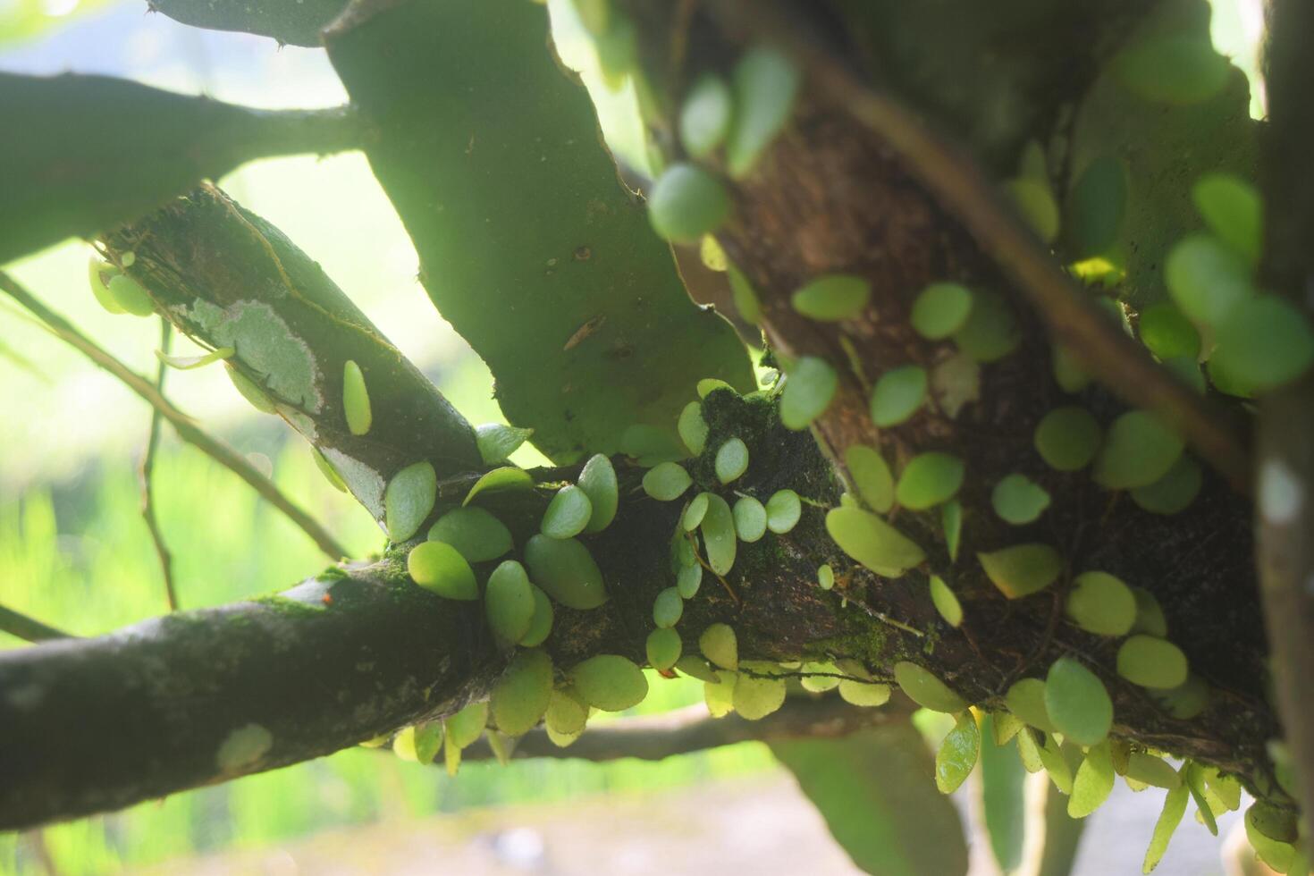 Pyrrosia piloselloides grows on orange tree trunks photo