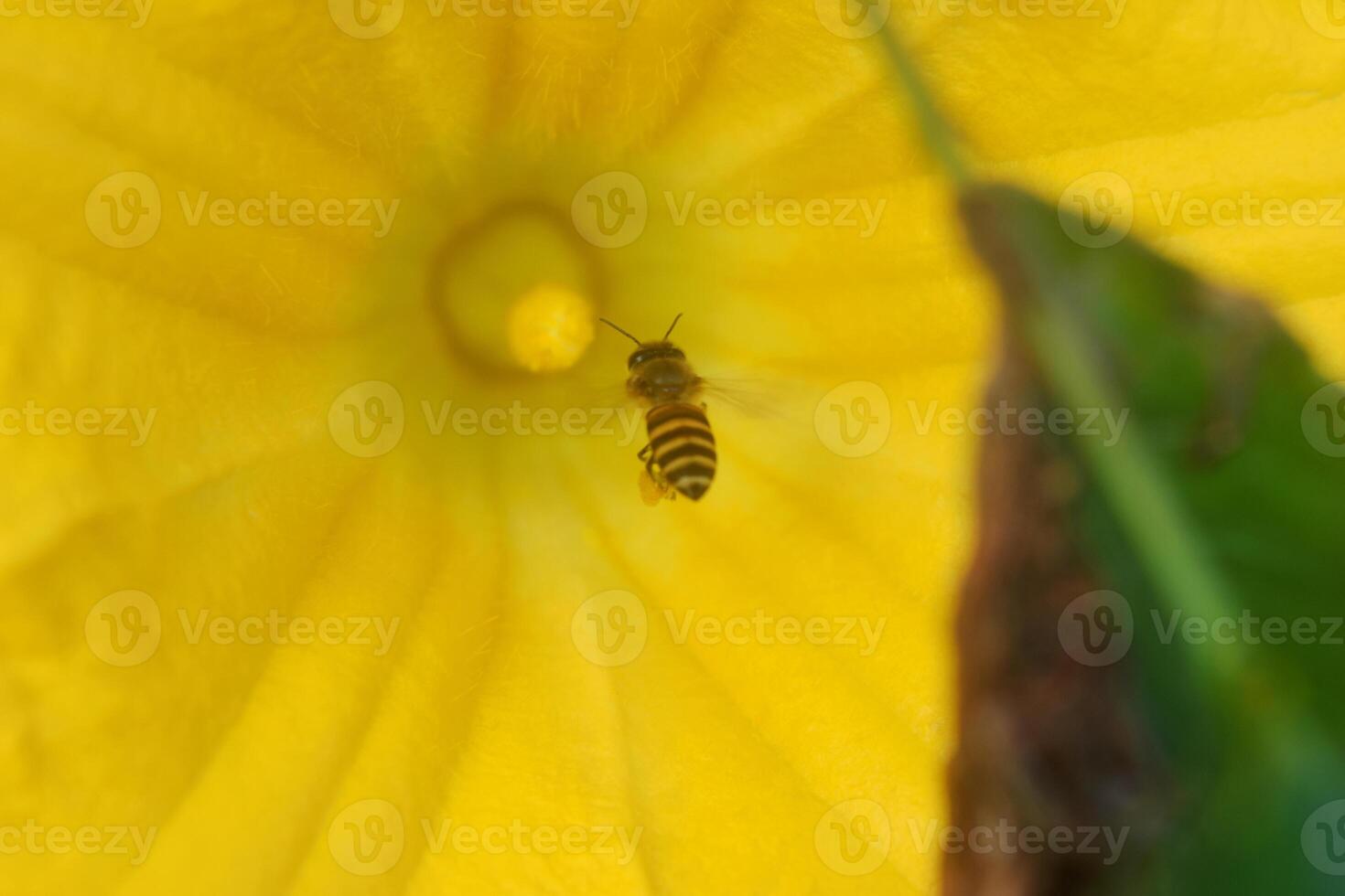 Honey bees approach yellow pumpkin flowers photo