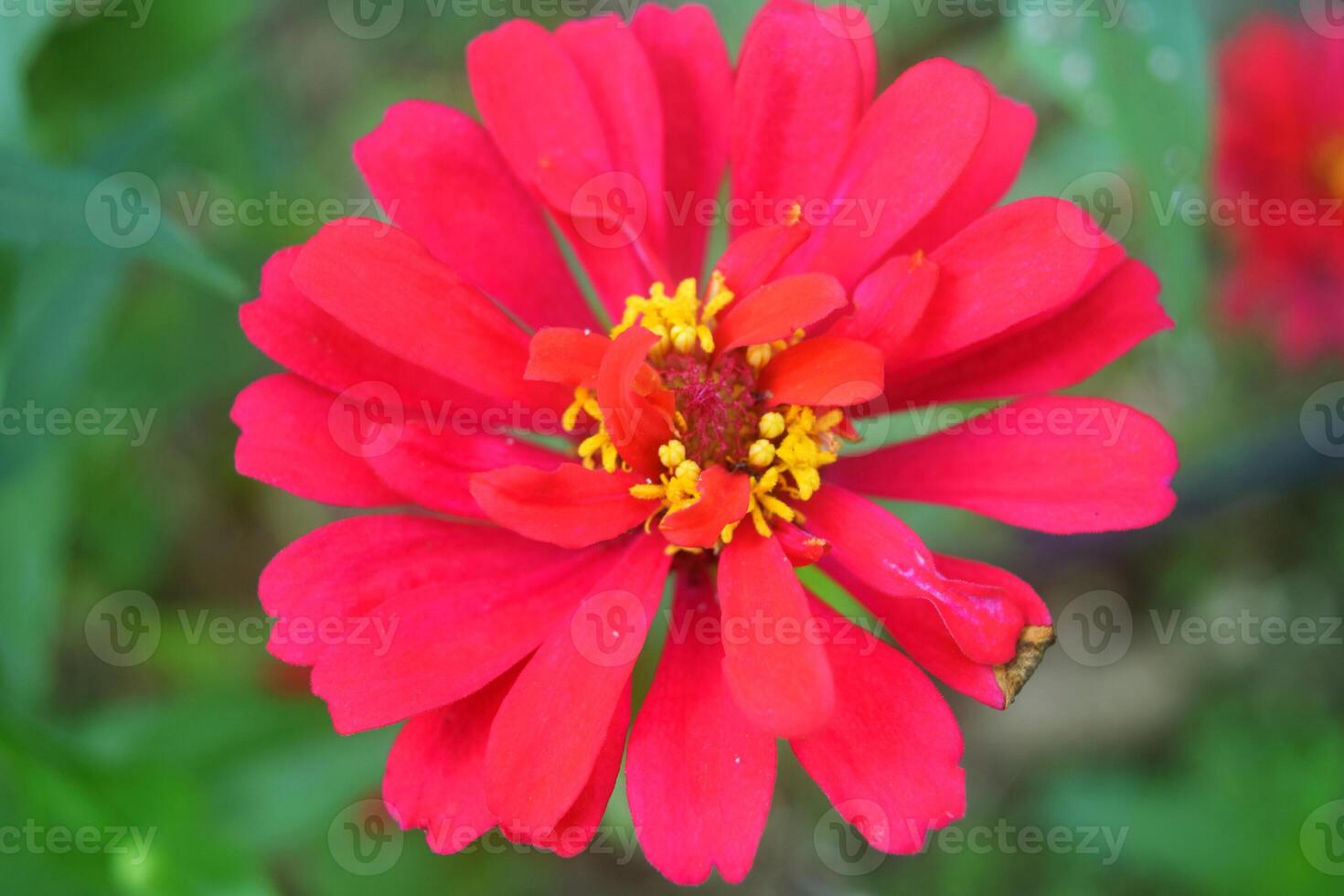 Zinnia flowers look very beautiful photo