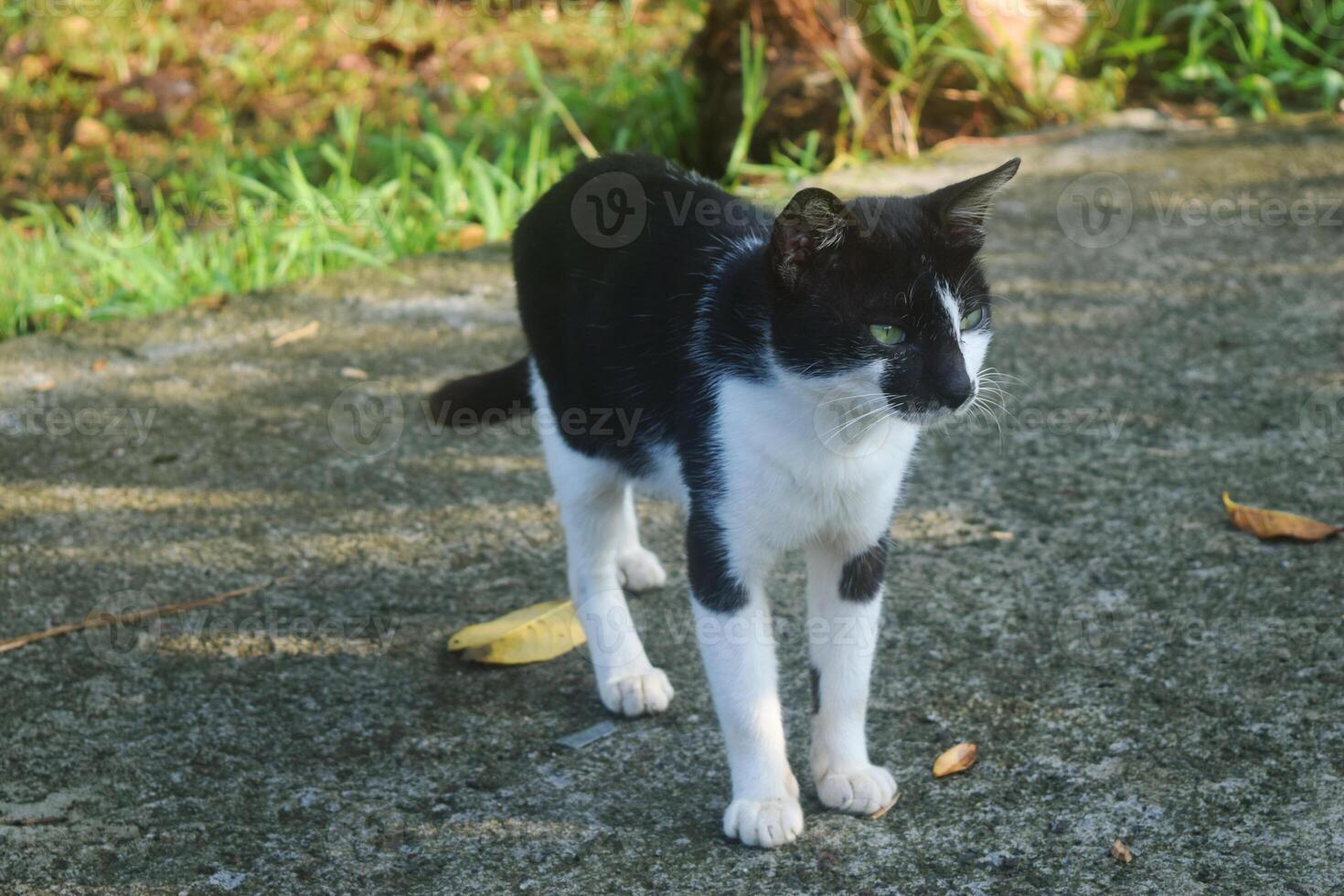 A black and white cat became the pet of the people photo