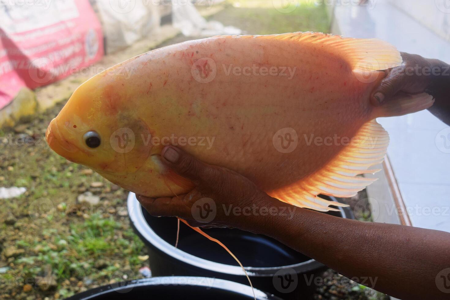 A person's hand shows a red tilapia caught from a pond photo