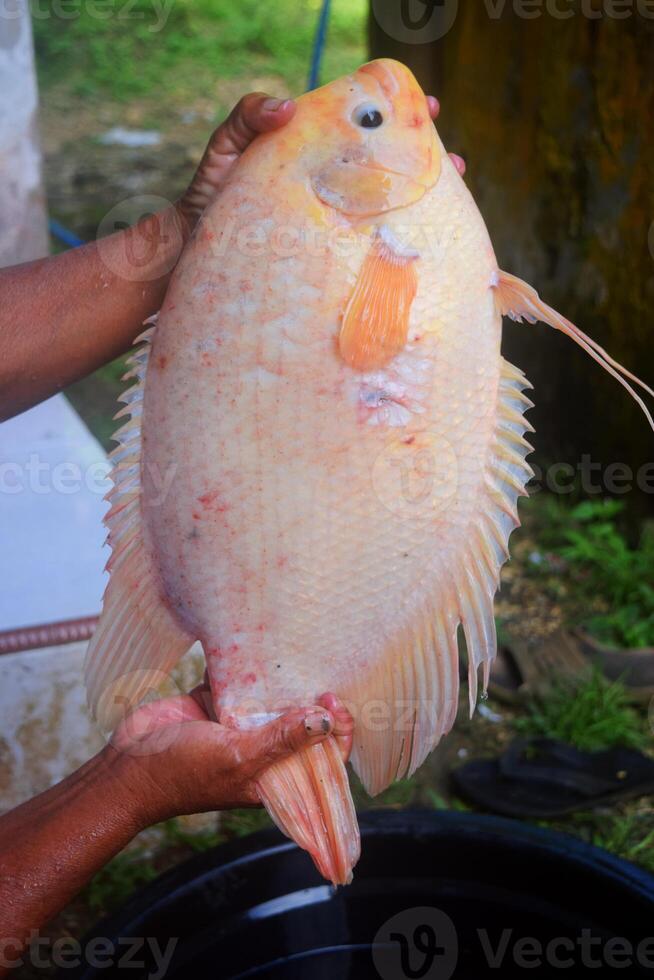 un de la persona mano muestra un rojo tilapia atrapado desde un estanque foto