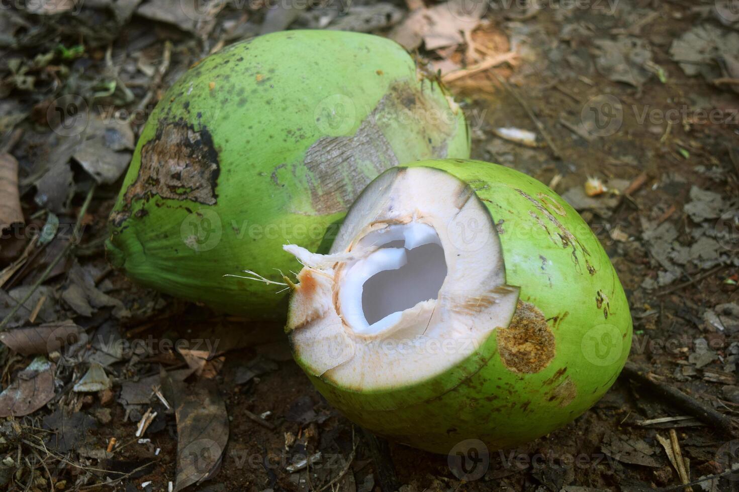 Two young peeled green coconuts in a garden photo