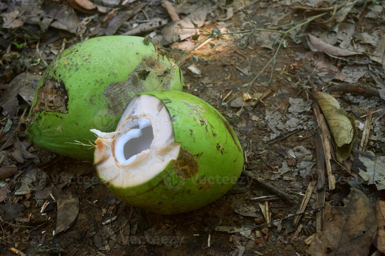 Two young peeled green coconuts in a garden photo
