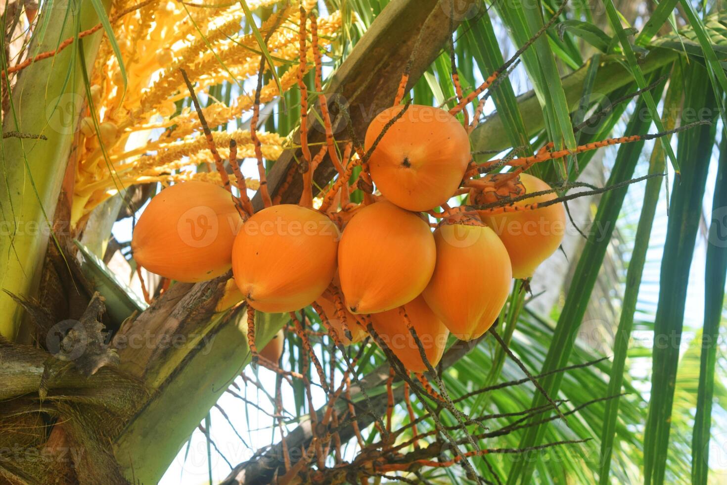 Some fresh growing orange coconuts in the garden photo
