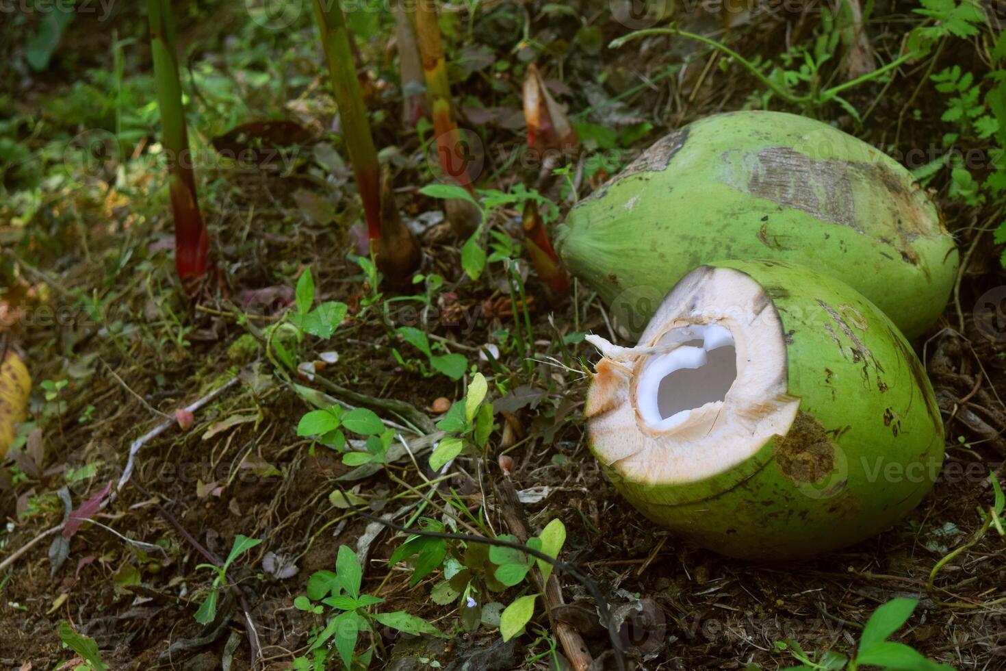 Fresco verde Coco es ya pelado foto