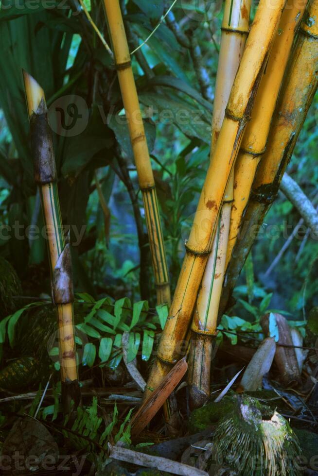 Ivory bamboo grows thickly photo