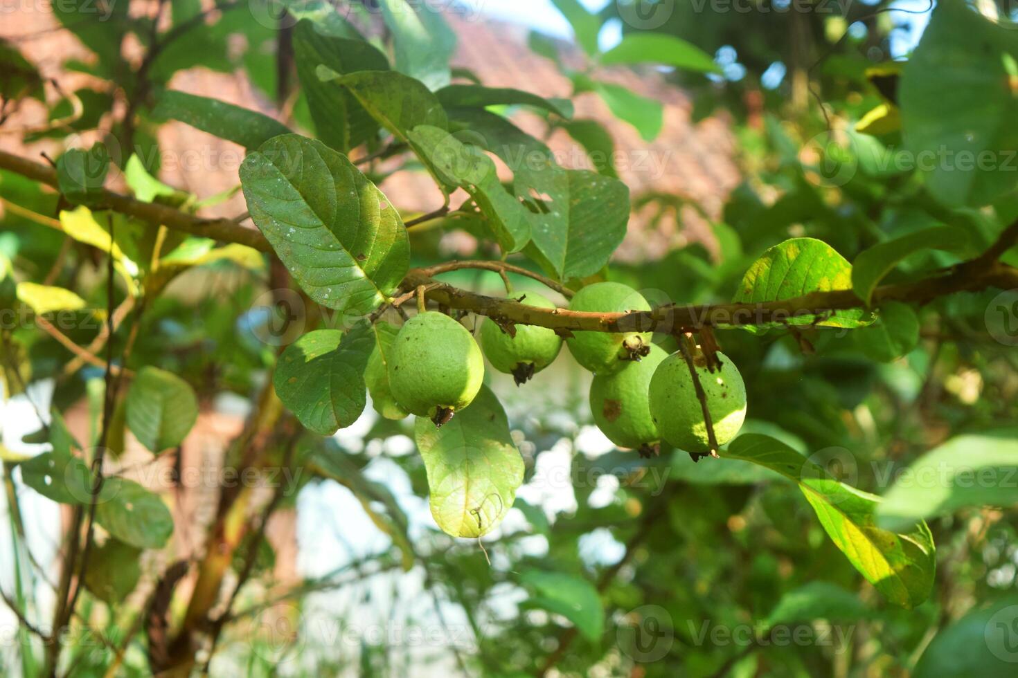 Young guavas start growing photo