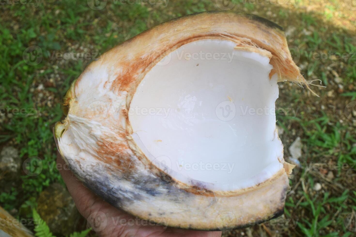 The sweet and fresh coconut flesh photo