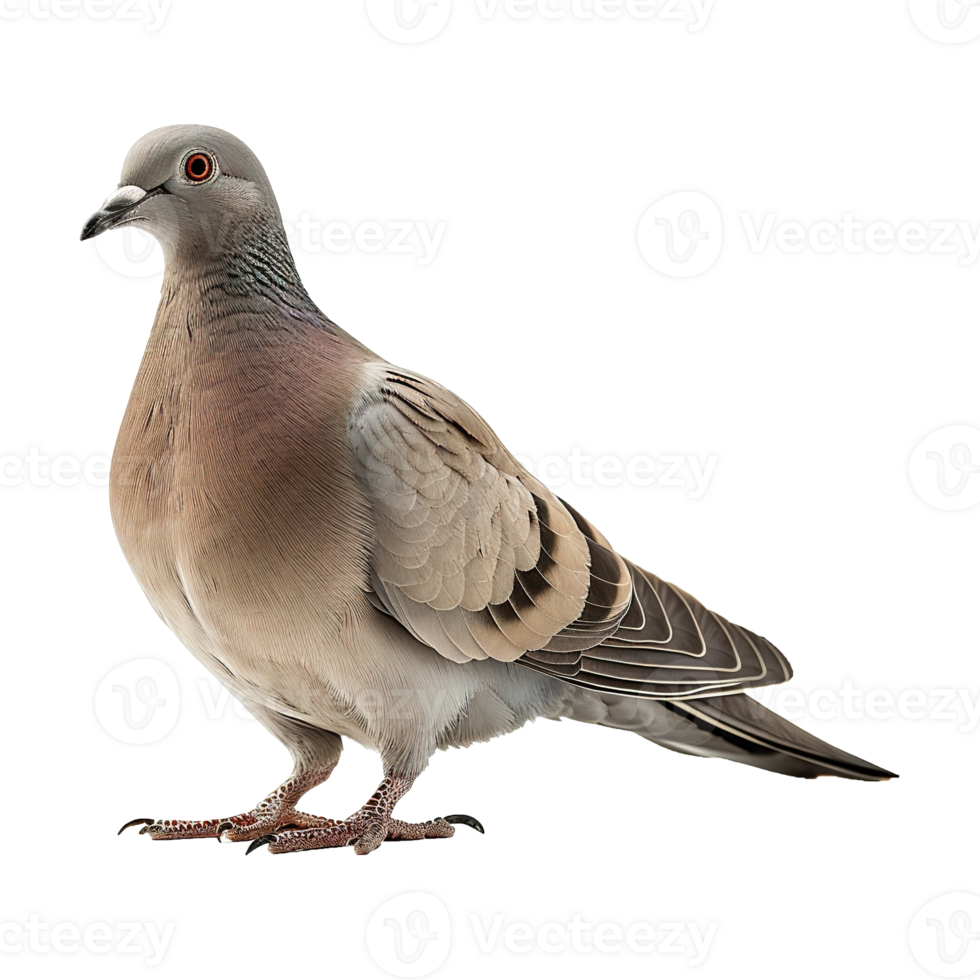 AI generated Doves isolated on transparent background png
