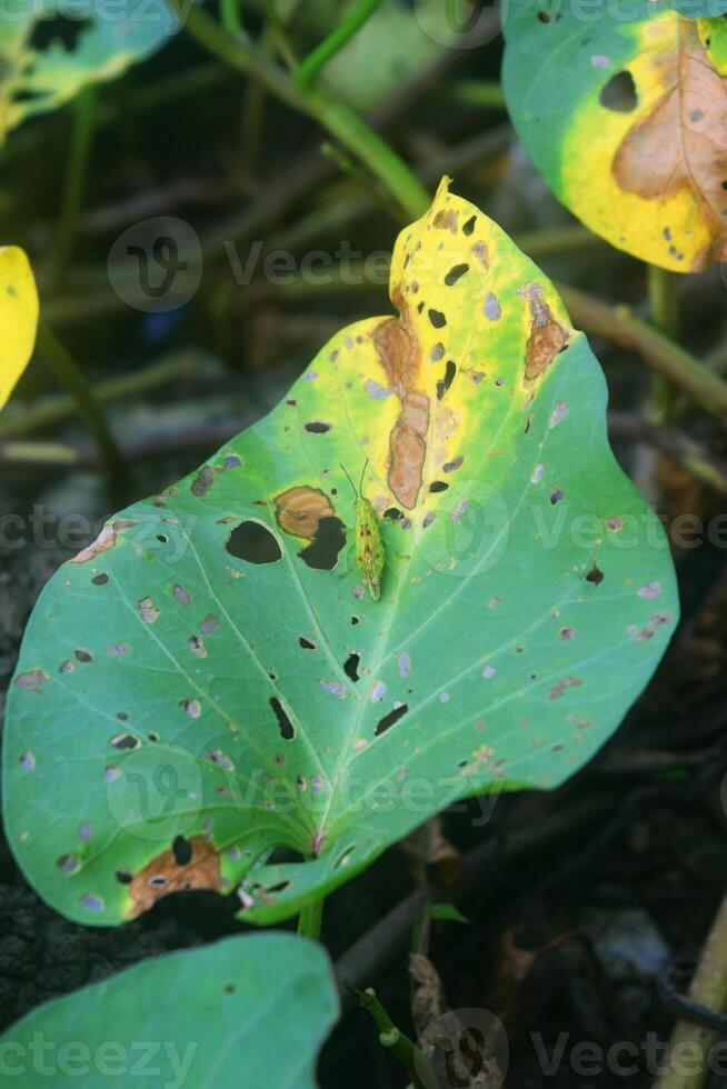 un linda pequeño insecto en pie en un único hoja foto