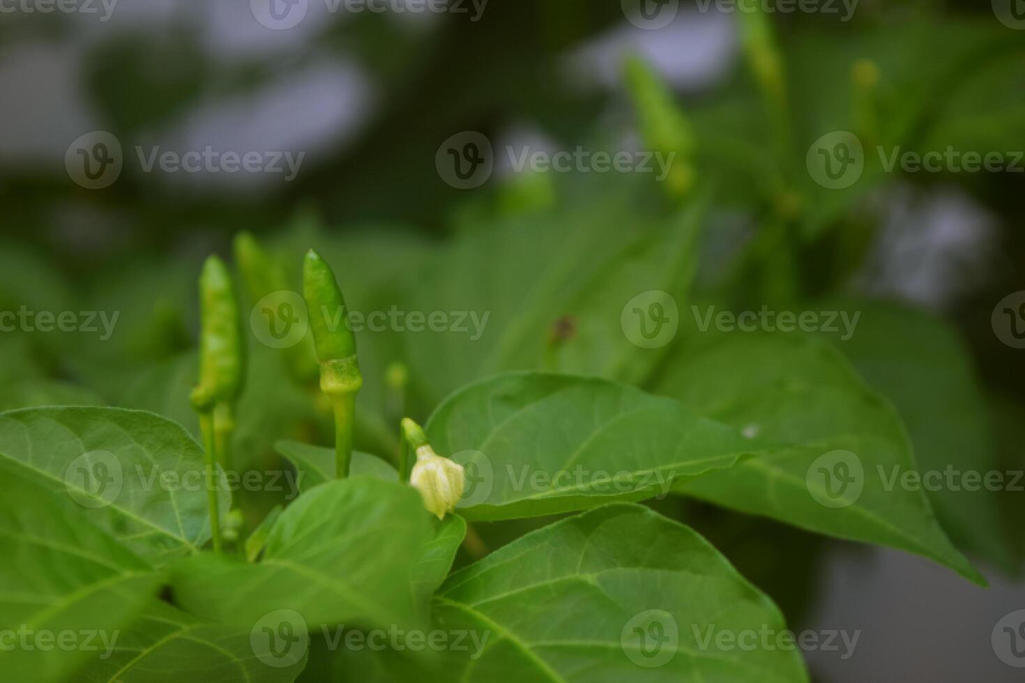 Green cayenne pepper grows in the gardens photo