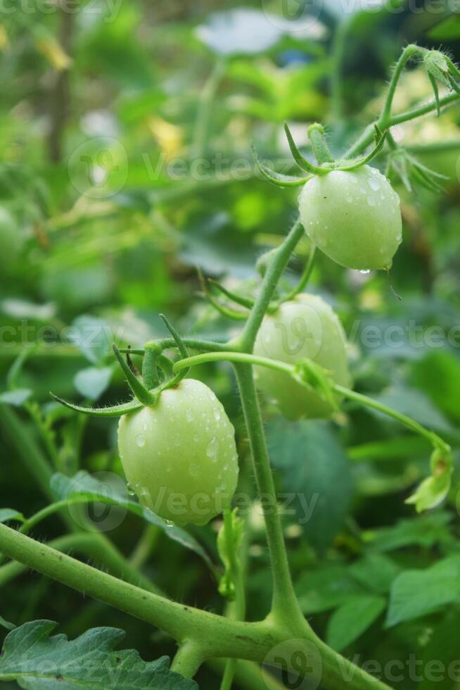 Some tomatoes growing in a small village garden photo