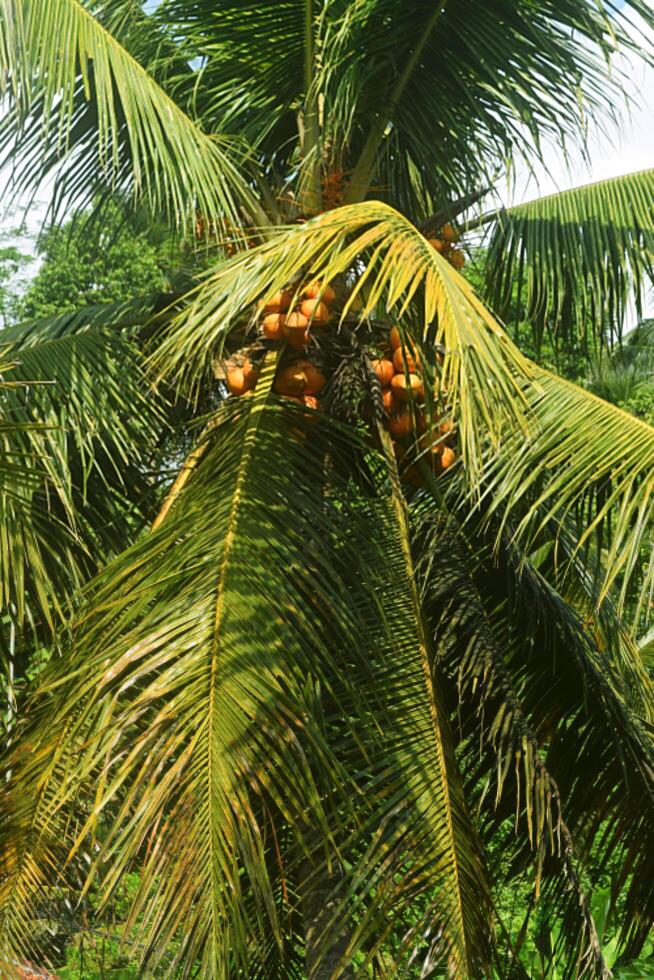 Young coconut trees grow in the garden photo